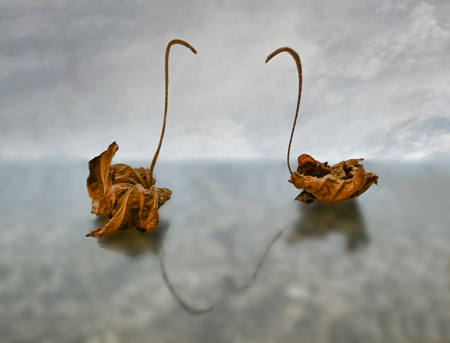 Floating Leaves