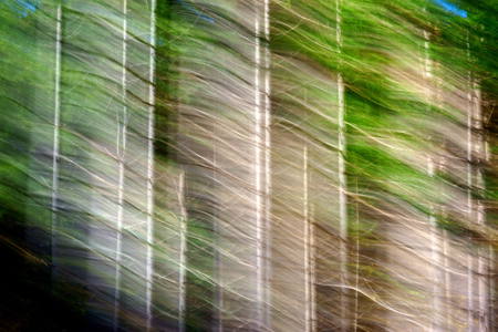 ICM-Forest