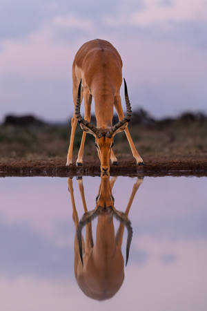 Perfect Reflection