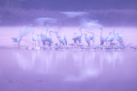 Fairy Tale Morning  Herons