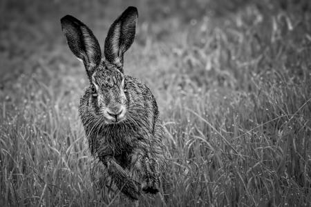 Hare On The Run