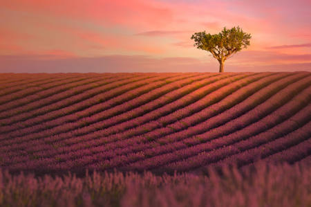 Bloomscapes Glorious