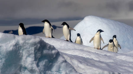 Penguins