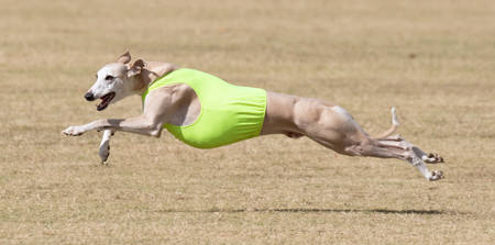Whippet