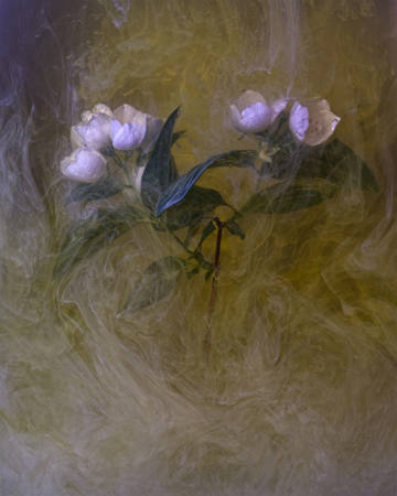 White Flowers