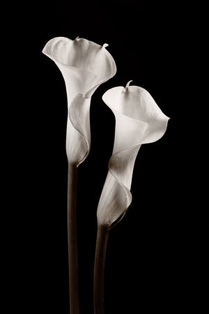 Objects Of Affection
