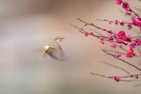 Willow Warbler Sings Spring