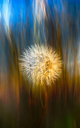 Seeds Of Light