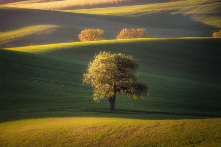 Spring Tree