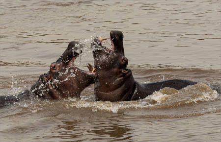 Both Hippo Are Evenly Sized