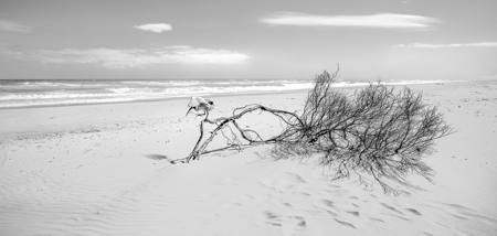 Drift Wood And Ibis-