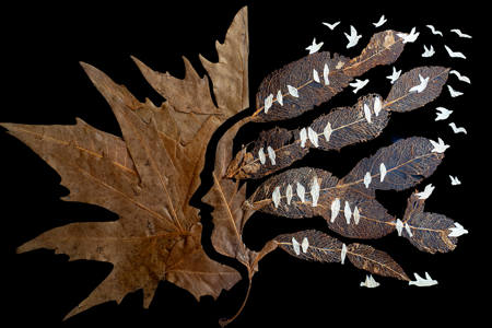 Portrait From Dried Leaves