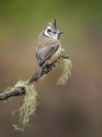 Crested Tit And Lichen