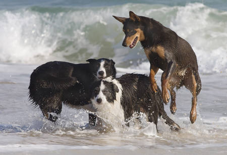 Frolic
