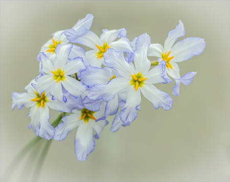 Alpine Flowers