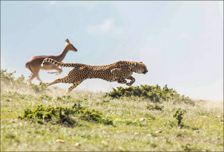 Cheetah Has Locked On To A Target