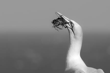 Gannet The Nest‑Builder