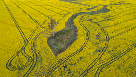 Canola Field Aerial