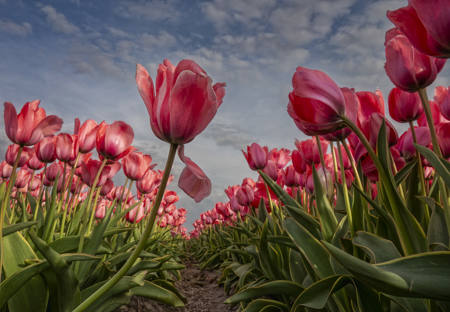 Redtulips