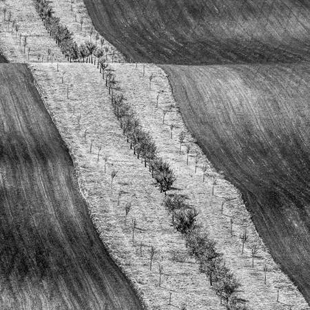 Field Strip