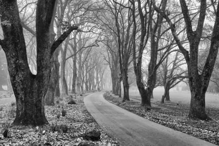 Avenue Of Fading Giants