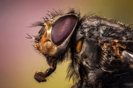 Predator