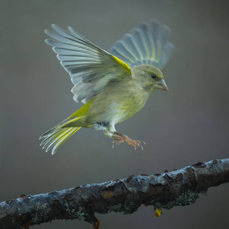 Green Bird