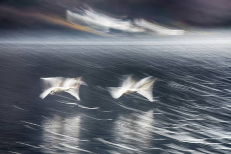 Flying Away 74