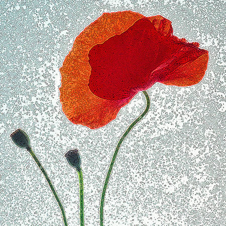 Abstract Poppy