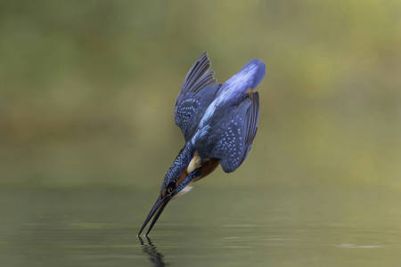 Kingfisher Dive
