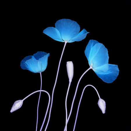 Blue Poppies