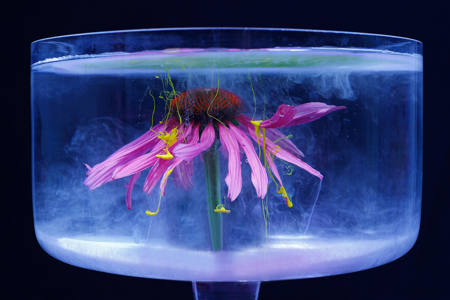 Echinacea Fantasy