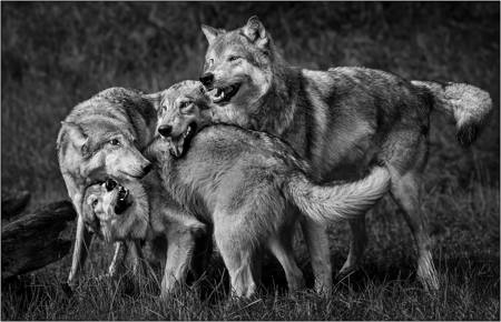 Wolf Pack