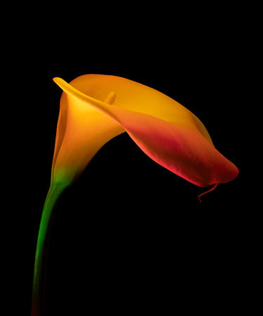 Lily Glow
