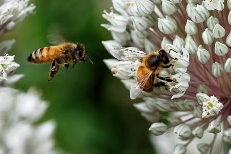 Two Bees