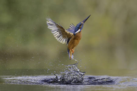 Kingfisher Emerging