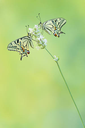 Double Butterfly
