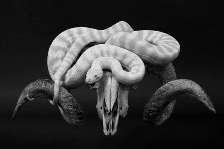 Carpet Python