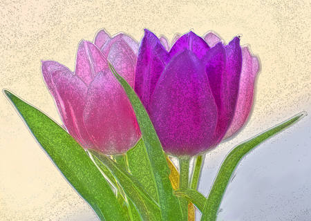 Tulips