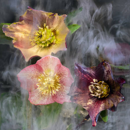 Hellebore Haze