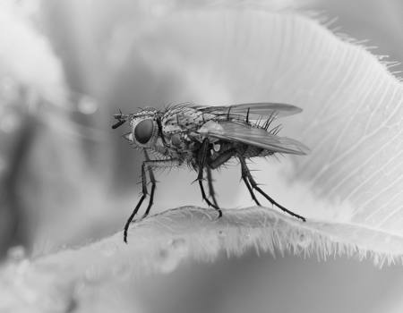 Small Bush Fly