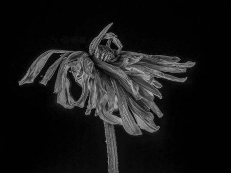 Fading Grace