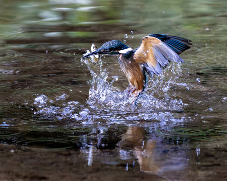 Hunting Fish Prey 07