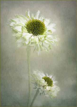 Delicate Coneflower