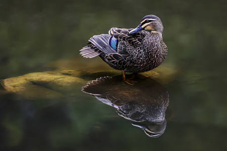 Peaceful Rest