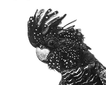 Black Cockatoo