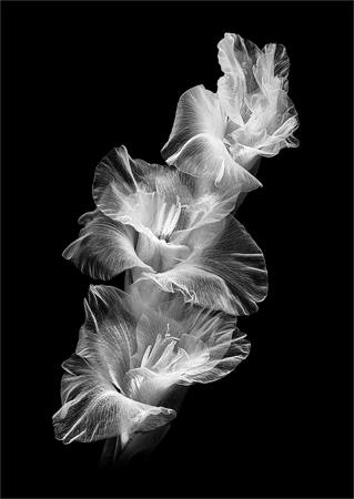 Gladioli