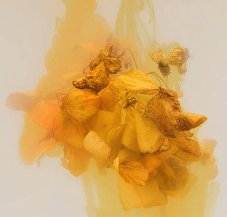 Dried Hydrangea