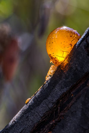 Tree Resin