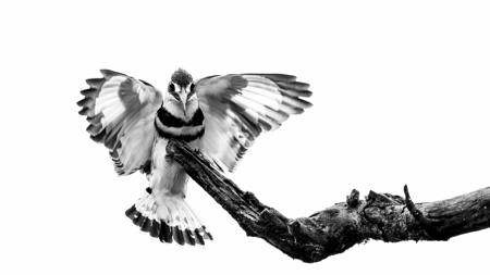 Pied Kingfisher Landing